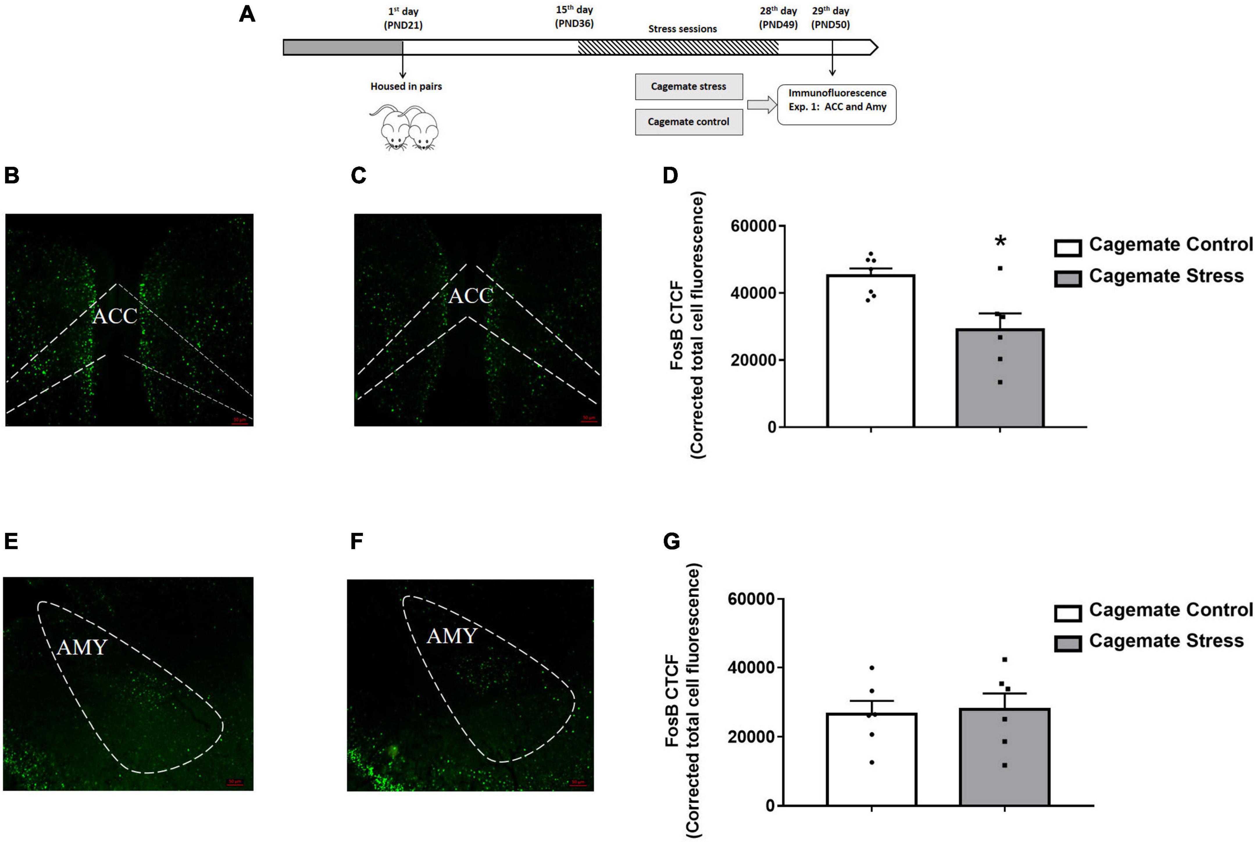 Anterior cingulate cortex, but not amygdala, modulates the anxiogenesis induced by living with conspecifics subjected to chronic restraint stress in male mice